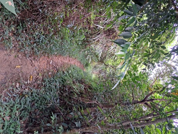 小百岳集起來大崙頭尾山親山步道3127354