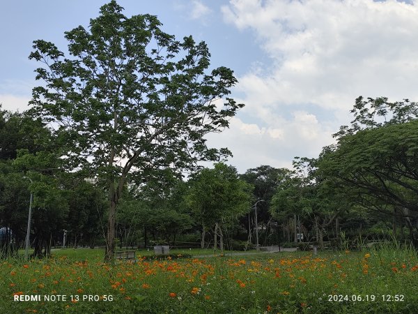 大安森林公園、安湖三號公園【走路趣尋寶，全臺齊步走】2530644