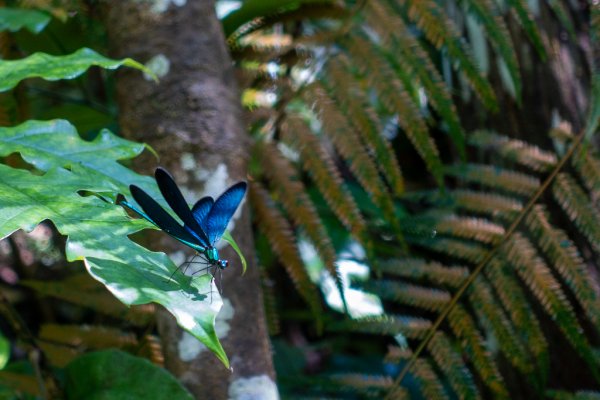 2024-08-22 澀水森林步道2578486