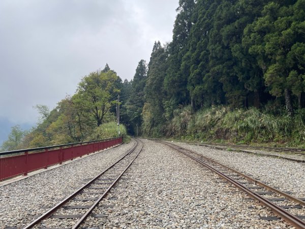 1150404-5水山巨木步道。二萬坪樹抱石3035657