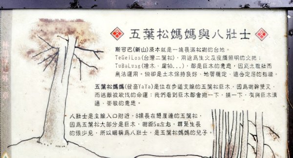 【中級山】五星級步道，谷關七雄馬崙山（八壯士進，斯可巴出）2744969