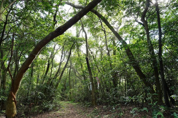 新竹 竹東三山 - 員崠子山、樹杞林山、新具庄山2528306