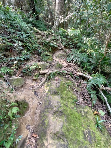 【新竹縣關西鎮】赤柯山步道2833169