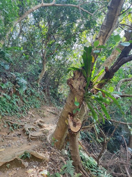 龜山福源山-牛灶坑山-鶯歌火車站走春遊2701330