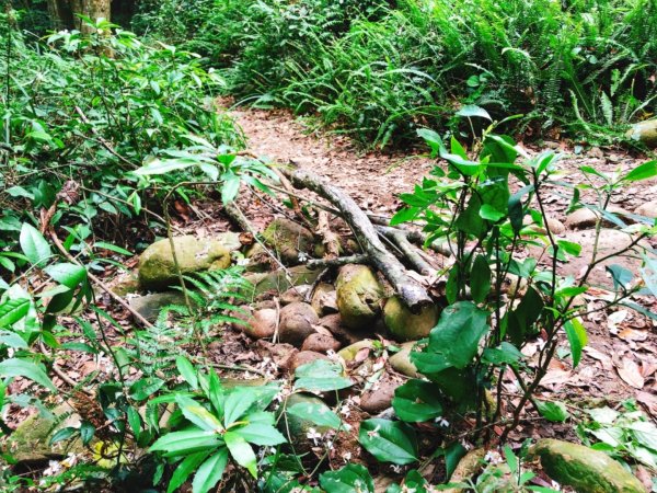 童軍團手作步道體驗in大坑5-1步道580918