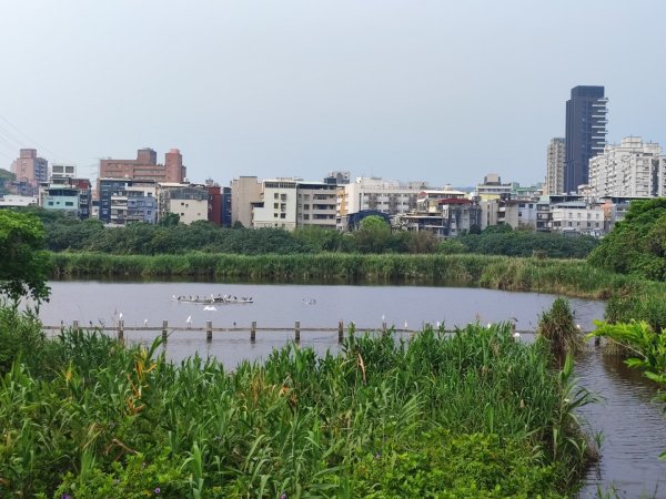 2024年臺北大縱走第八段：捷運動物園站至捷運關渡站2471097