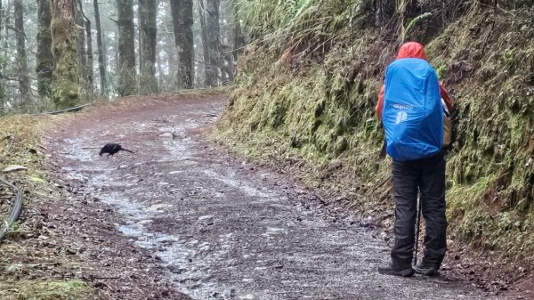 20250319～20嘉明湖國家步道🥶🥶🥶殘念😭2739796