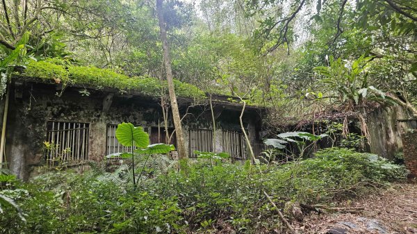 20260224興基坑古道-淡基橫斷古道-界寮縱走o型3007571