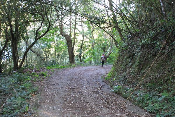 復興枕頭山古砲台步道O型279218