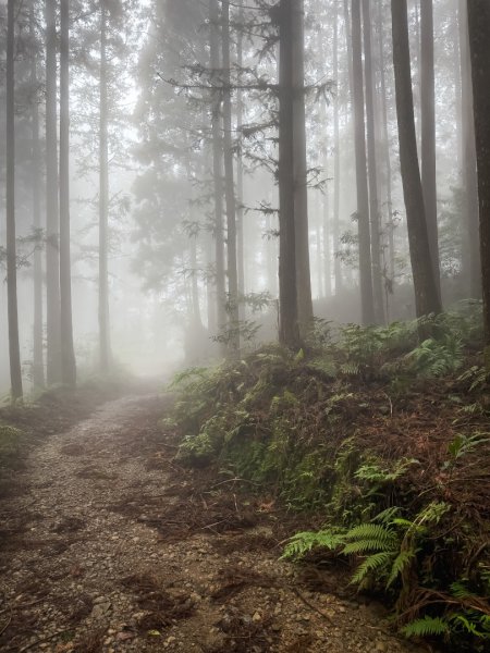 鵝公髻山-迷霧森林2768532