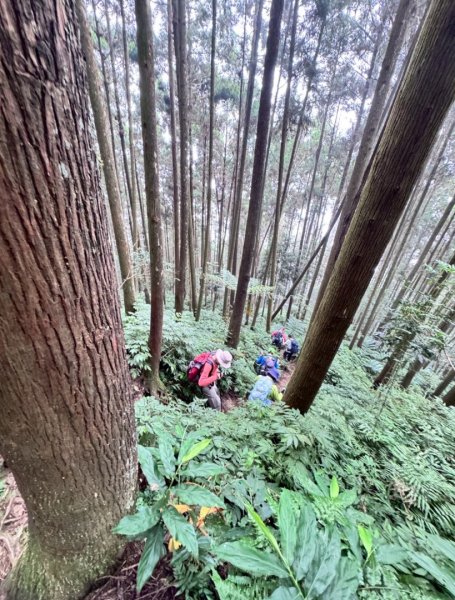 光天高山 - 向天湖山(小百岳32) 小O一圈2876944