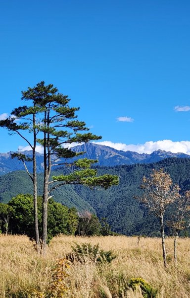 【中級山縱走】羅馬縱走，走進神木的夢幻童話森林世界2943234