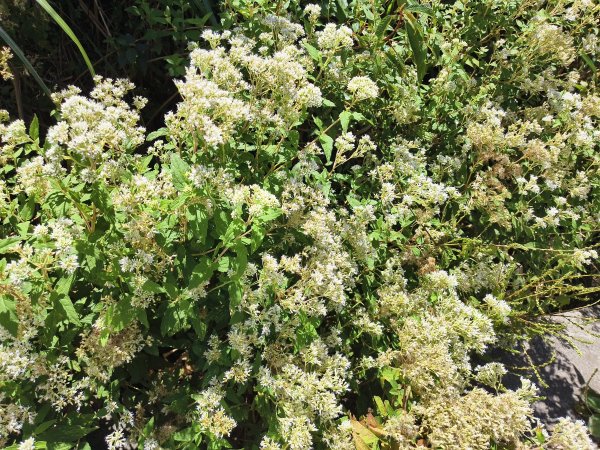 [百山百鳥尋旅-11/15] 2025_0927 大屯主峰-連峰步道_二子坪步道2899547