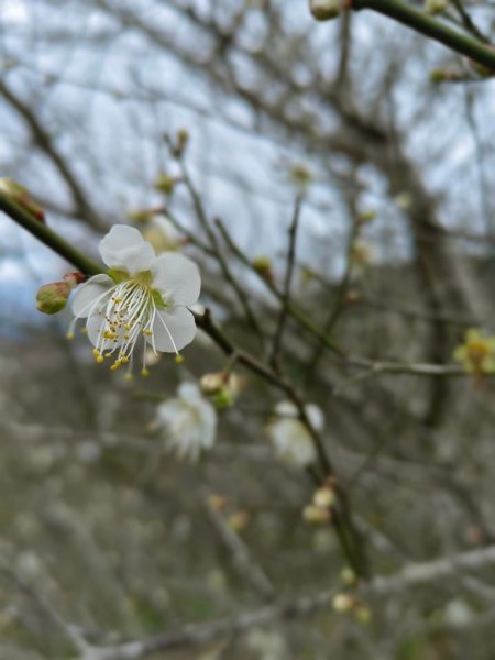 青潭越嶺政大-賞梅花🌸安坑🐦嘴四秀2691723