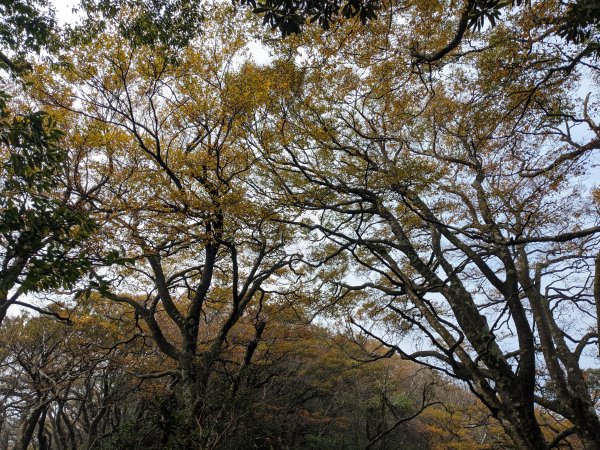 魯培山南插天山2357479
