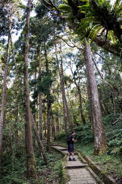 滿月圓森林步道2870082