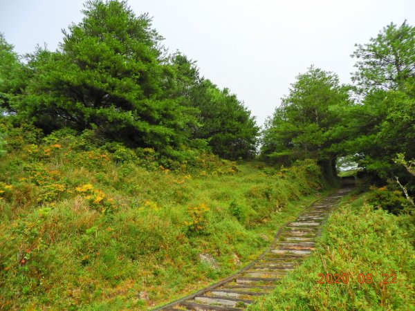 南投 信義 鹿林前山、鹿林山、麟趾山1079395