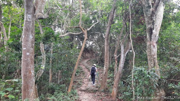 《台中》觀九九峰｜霧峰青桐林生態步道群202511092932226