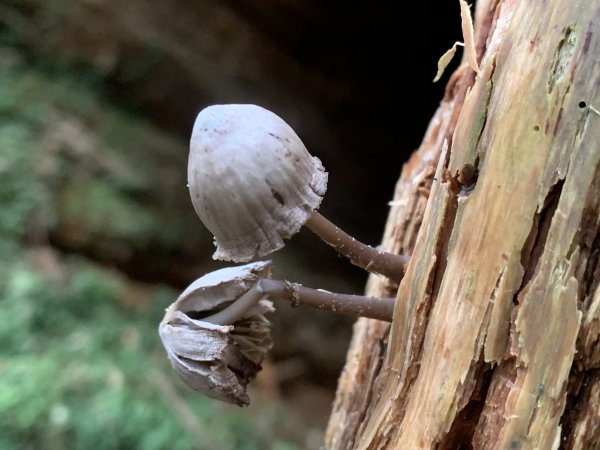 20250517義義兒玉山-東水山2791662