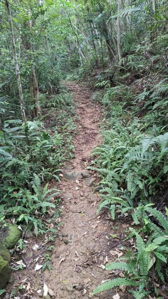 20250607 新竹竹東三山(樹杞林山 - 新具庄山 - 員崠子山)  O型2808880