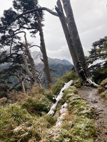 塔塔加-排雲山莊。驚喜滿分的糖霜雪景1565818