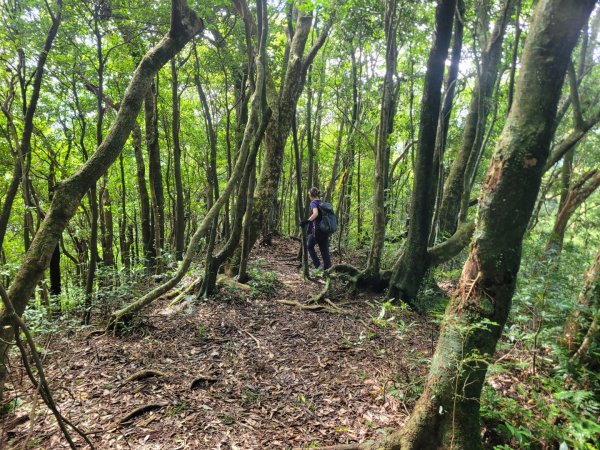 20230812 志繼山 東眼山 拉卡山 卡外山  東眼四瞳 東眼山國家森林遊樂區2245978