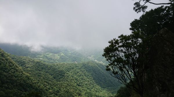 北德拉曼巨木步道410481