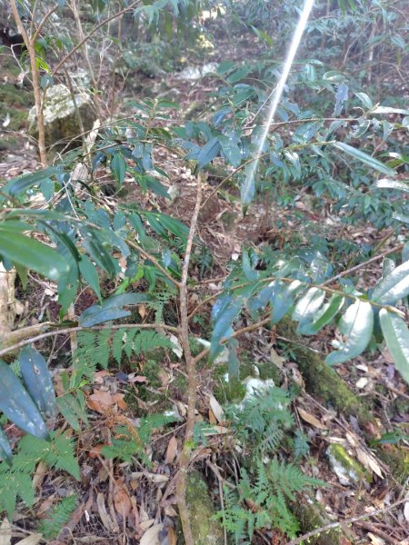 大雪山森林遊樂區 遊客中心 小神木 北三錐山 平石山西北峰2952863