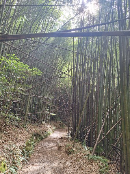 司馬庫斯神木步道順遊司立富瀑布11508023116733