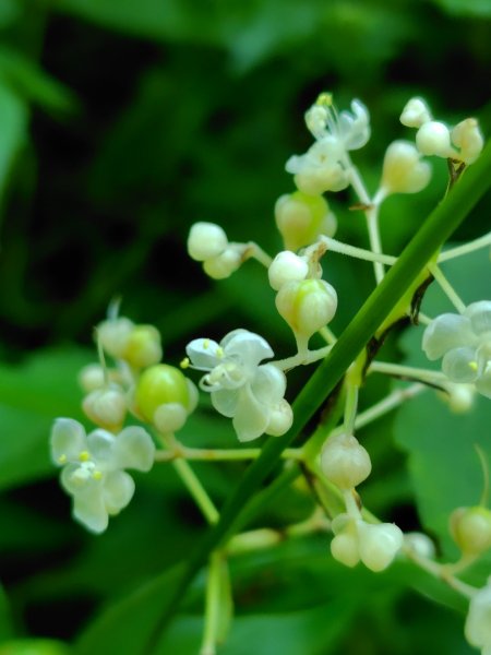 西阿里關山2823098