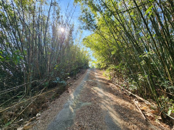20250114石井山、榴子坑山、後脊山、龍頂山2728604