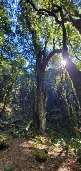 谷關七雄老大-八仙山 聖誕節大台中APP完登谷關七雄第二輪1972071