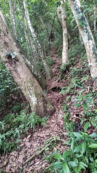 20250531 新竹關西 赤柯山及東獅頭山 O型2801090