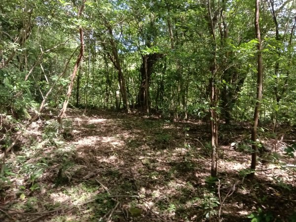 雙溪區盤山坑古道+過火坪古道O型2882379