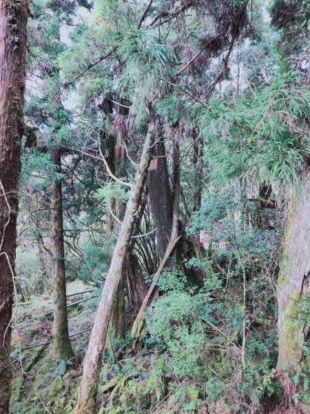 太平山檜木原始林步道1293019