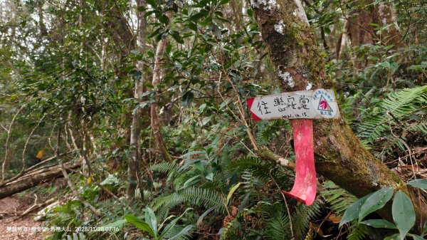 114.11.28-29 雙龍林道~巒安堂~西巒大山2954845