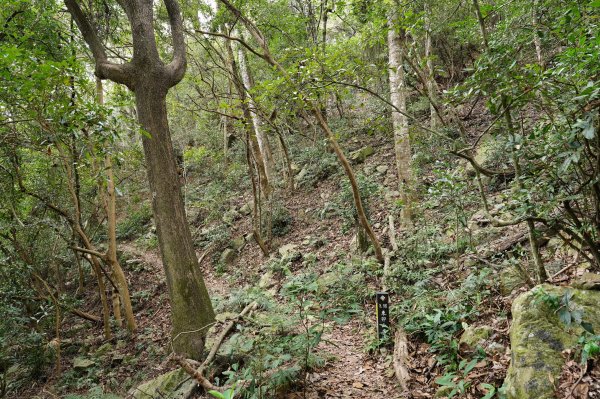 台中 和平 東卯山2674524