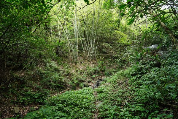 宜蘭 頭城 鶯子嶺2501336