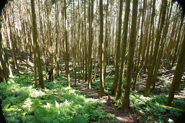 新竹 五峰 鳥嘴山、大窩山2956873
