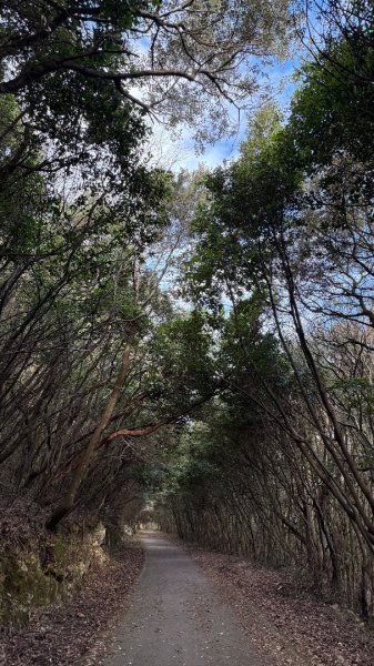 燈塔與懸崖 + 桑托尼亞的布西耶羅峰 🇪🇸 西班牙2771451