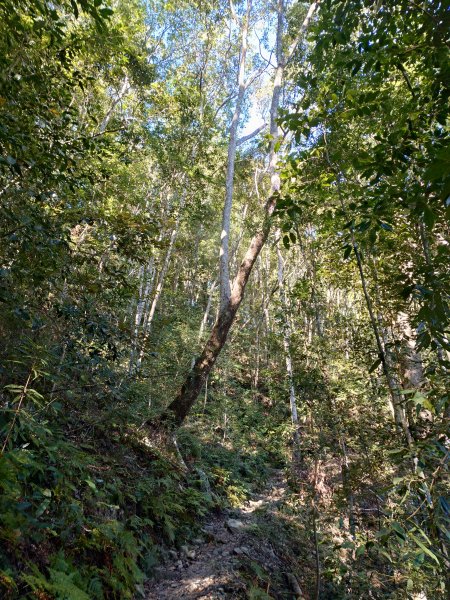 佳保台山-八仙山2910264