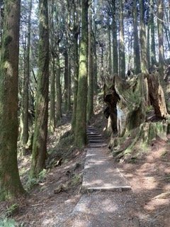 1130306大塔山步道2696767