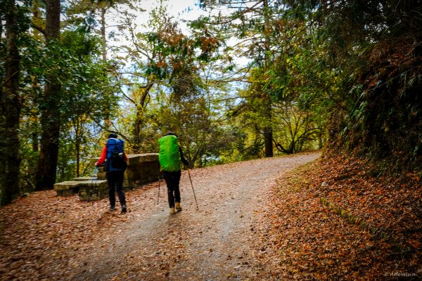[冬訪大霸聖山岳參行]-大鹿林道東線榆金楓紅與九九山莊精選輯2974715