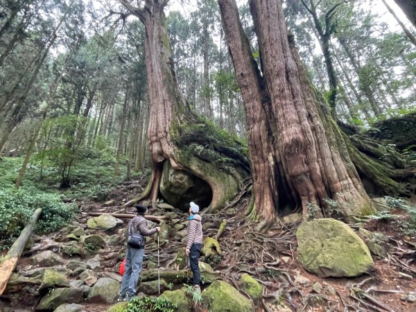 1150404-5水山巨木步道。二萬坪樹抱石3035662