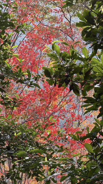 20260117三峽雲森瀑布2990312