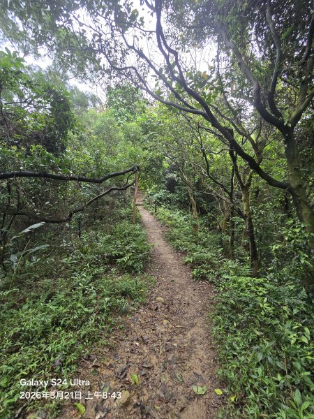 2026-03-21微笑山線：【鳶山山系】鳶山彩壁段3020443