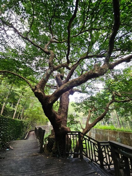 四寮溪生態步道-2025森遊竹縣皮皮獅探險隊2889112