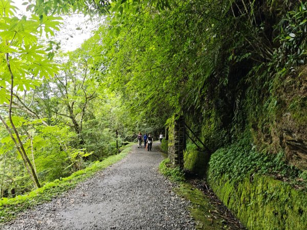 2025_0713 拉拉山神木群步道2837299
