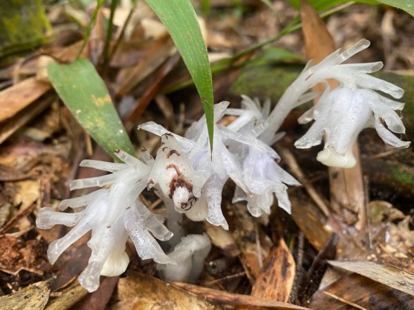水社大山水晶蘭大爆發881617