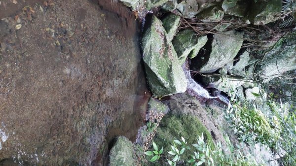 楓樹湖古道登面天北稜上面天山2782205